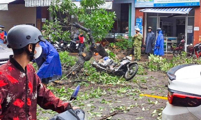 Cay xanh bat goc de trung mot nguoi di duong hinh anh