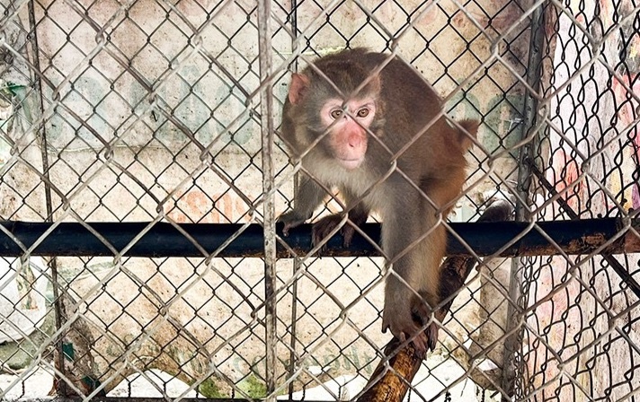 Phat hien khi vang quy hiem 'di lac' vao vuon nha dan hinh anh