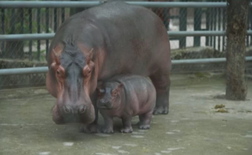 Dat ten cho chu ha ma dau tien sinh ra o Vuon thu Ha Noi hinh anh