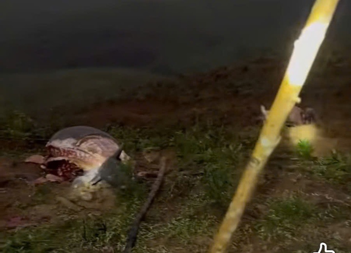 Giet trau Quang Tri anh 1