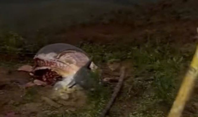 Truy tim ke giet trom 6 con trau cua nong dan Quang Tri trong Tet hinh anh