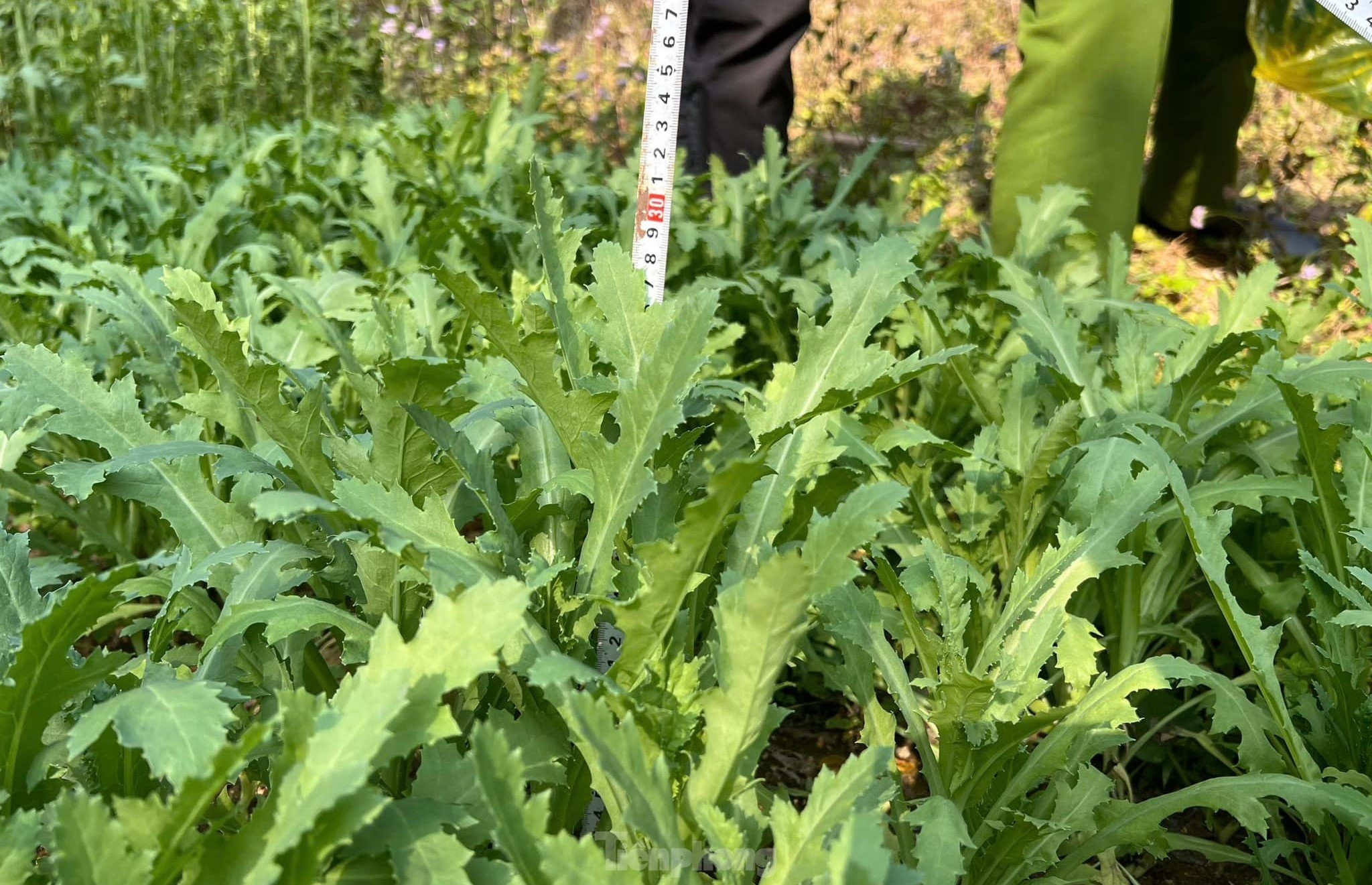 Thuoc phien Lang Son anh 2