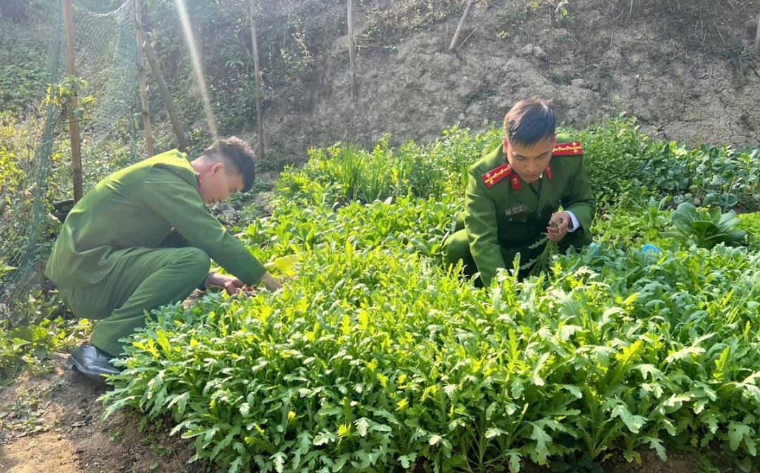 Phat hien hang nghin cay thuoc phien o Lang Son hinh anh