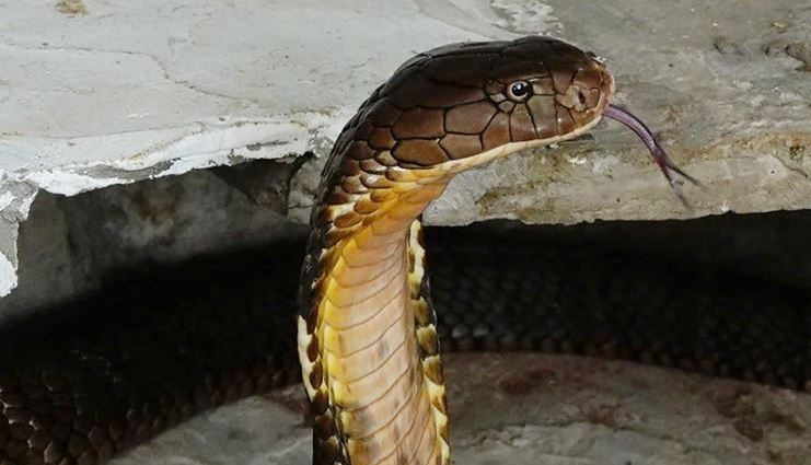 Rung ron vao 'me cung' nuoi ran ho mang chua nhieu nhat mien Tay hinh anh