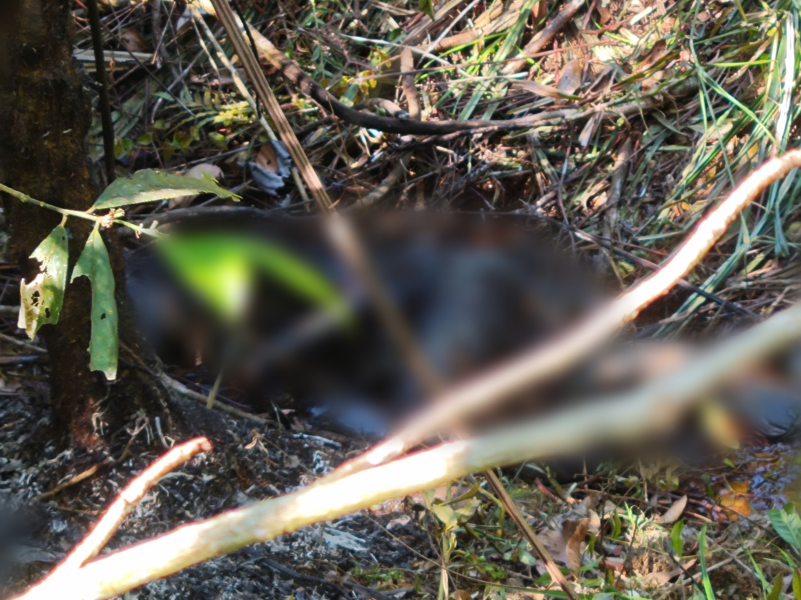 Phat hien thi the chay den trong rung o Lam Dong hinh anh