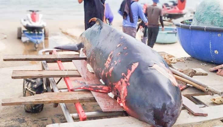 Ca voi nang 50 kg dat vao bo bien truoc Lang Ong Nam Hai hinh anh