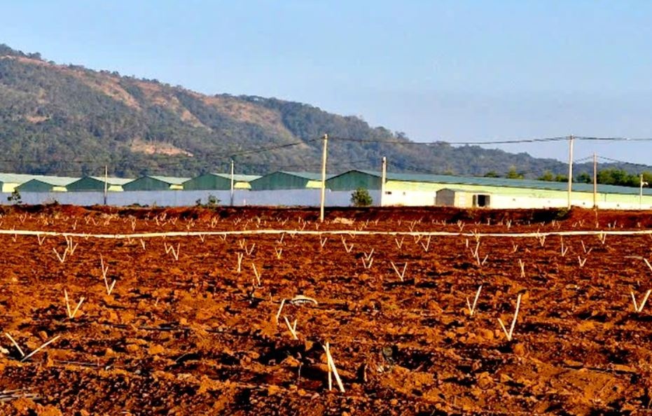 Phat hien o dich ta lon chau Phi o Binh Phuoc hinh anh