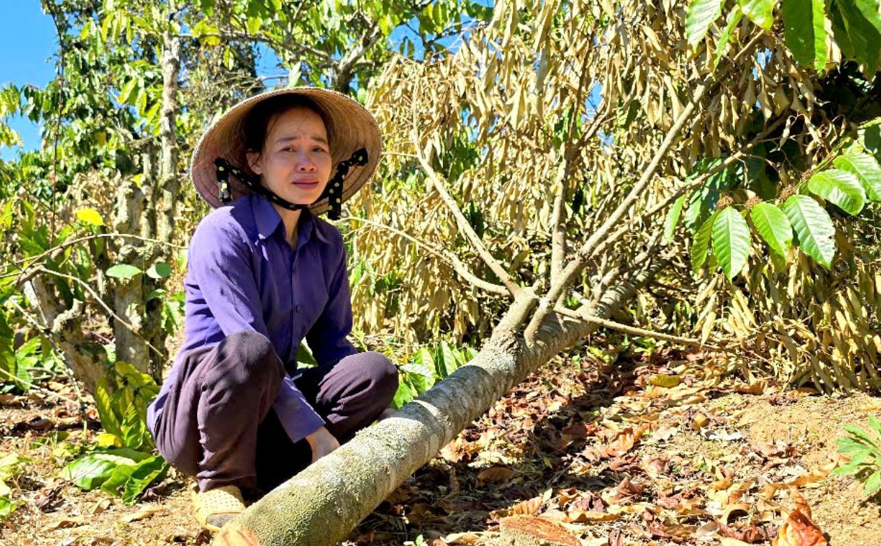 Nguoi phu nu khoc nghen vi bi ke gian chat ca tram cay ho tieu, ca phe hinh anh
