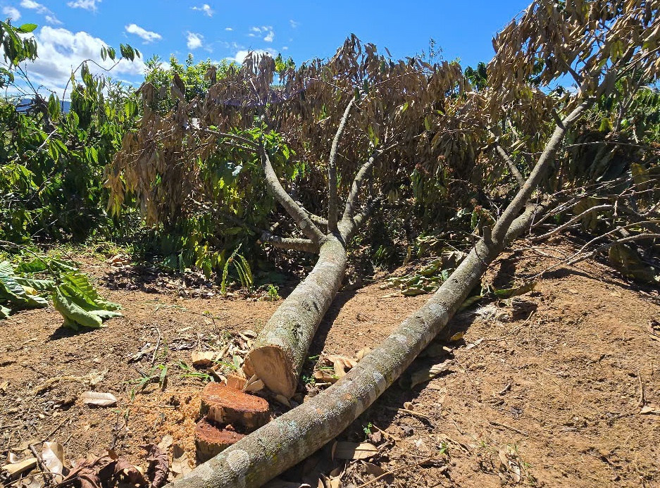 Giang Phuong Thanh Gia Lai anh 3
