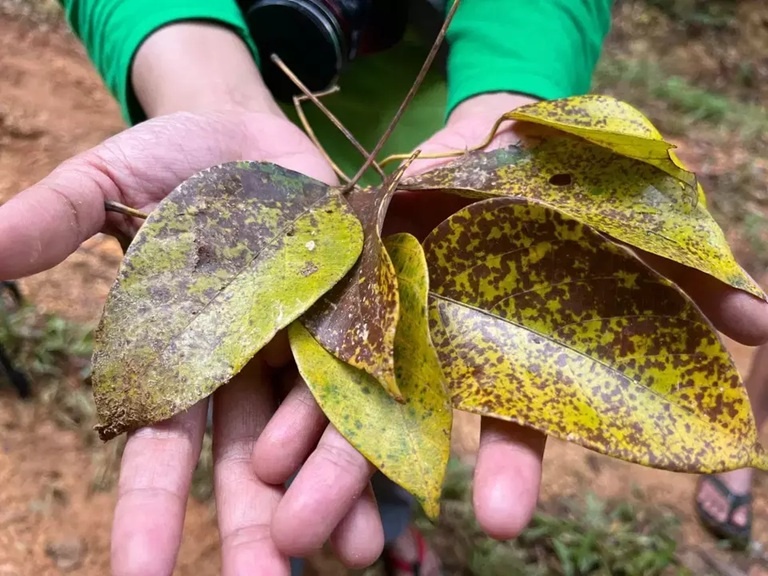 Phat hien loai cay duoi uoi an co kha nang chong ung thu hinh anh