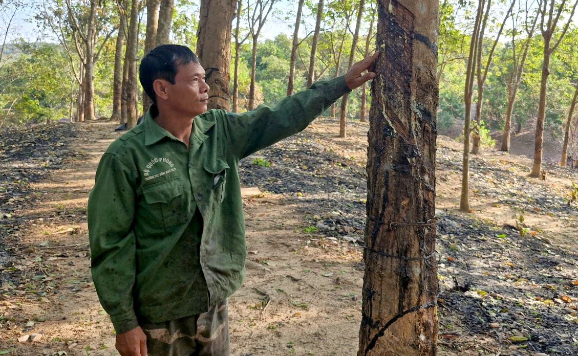 Di an cuoi, nguoi dan ong nhan tin ray cao su hon 700 cay bi chay hinh anh