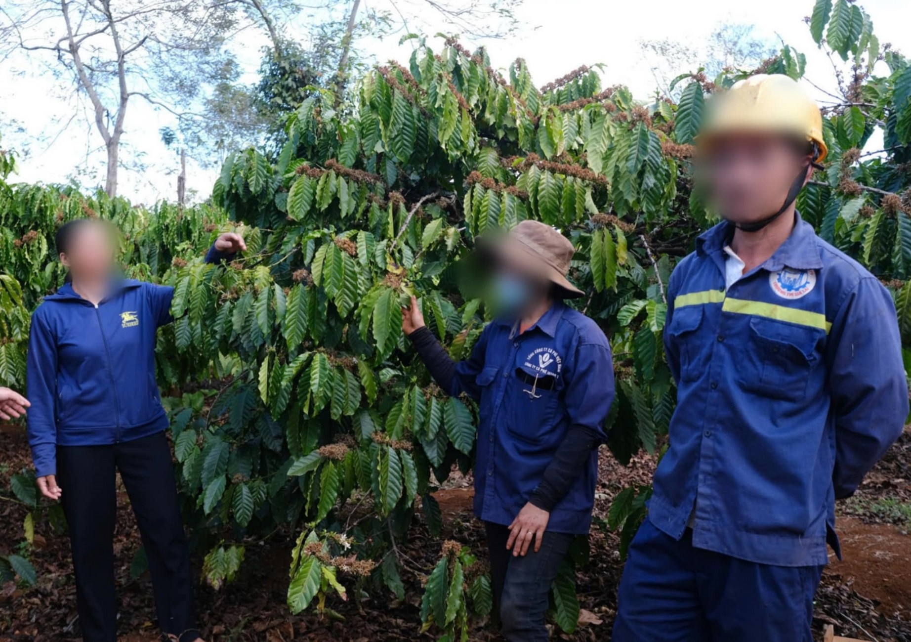 Dong bao hiem ca phe anh 1