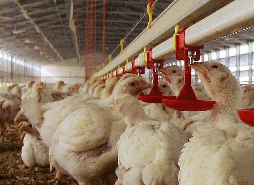 Be gai 2 tuoi o Campuchia tu vong do cum gia cam hinh anh