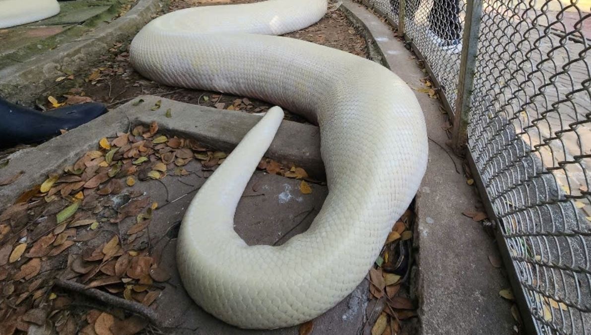 Tran bach tang quy hiem dai 5 m, ngay an 15 kg thuc an hinh anh