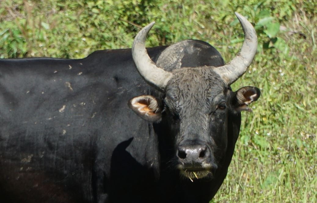 Dan bo tot lai 'doc nhat vo nhi' o Viet Nam hinh anh