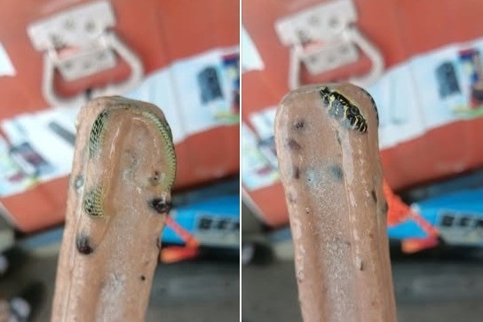 Khach mua kem hoang hon khi thay ran con nguyen ben trong hinh anh