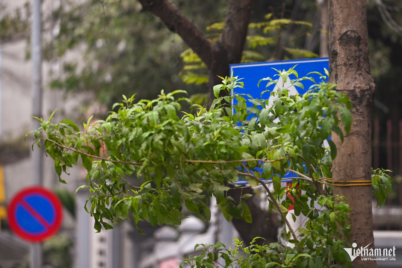 Bien bao Ha Noi anh 1