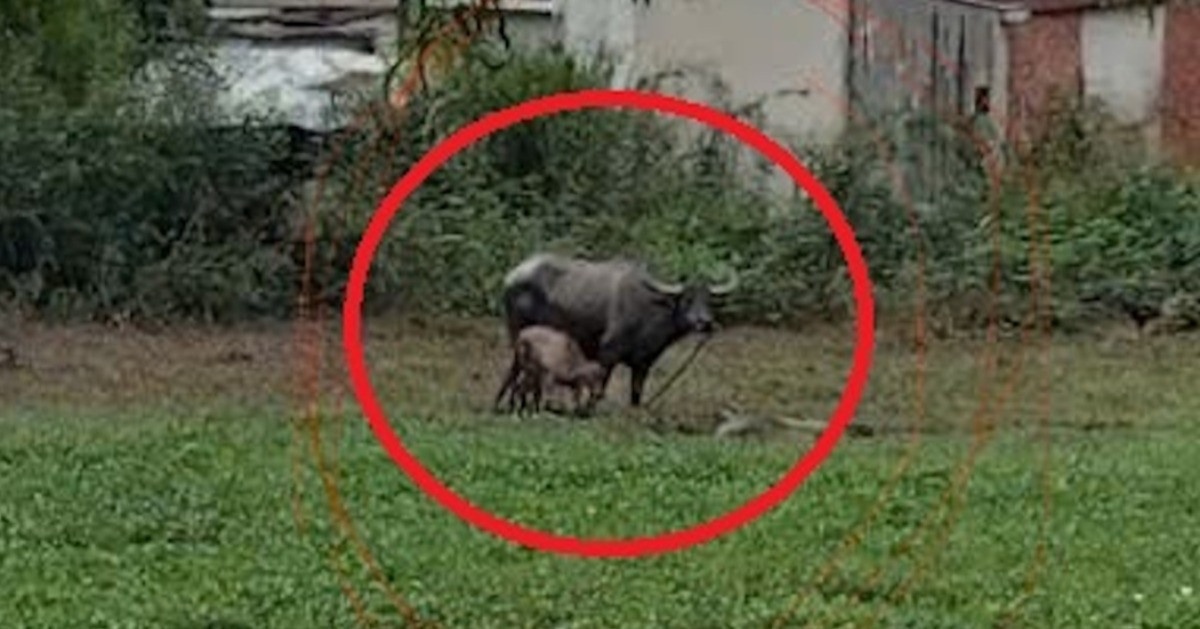 Nguoi bi trau me huc khi chich dien bat ech o TP.HCM bi phat 3 trieu hinh anh