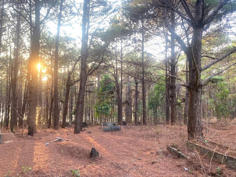 Ep be gai 14 tuoi vao rung thong de hiep dam hinh anh