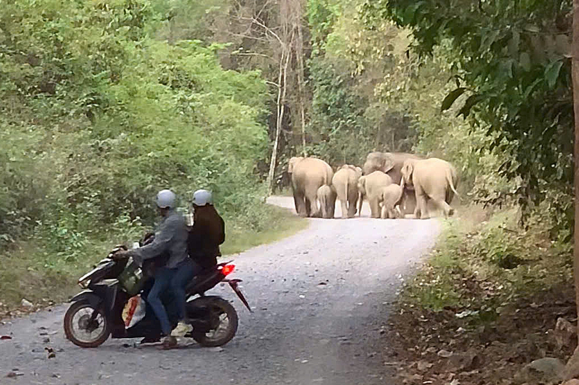 Cham mat 7 con voi rung xuat hien gan khu dan cu hinh anh