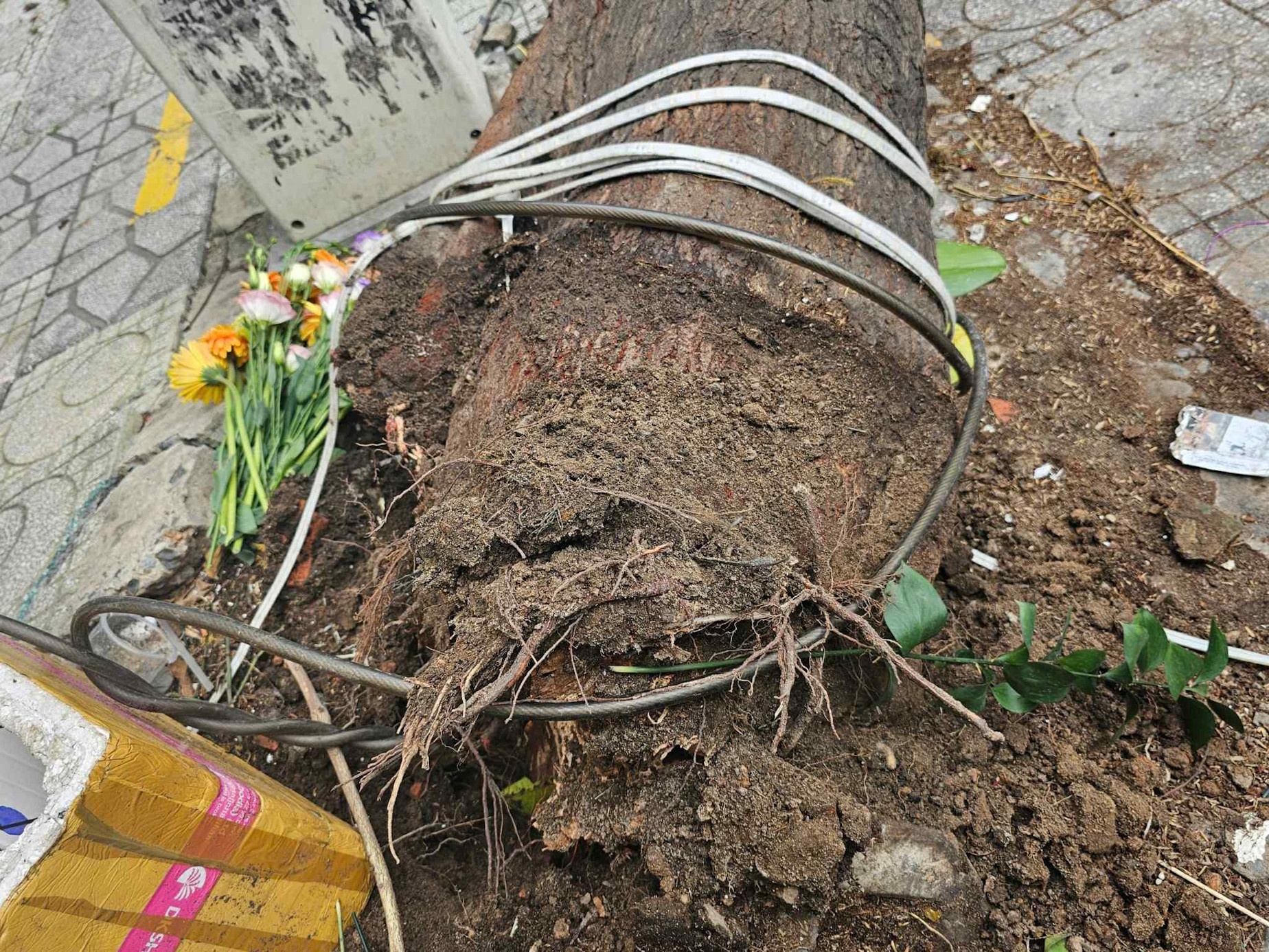 Cay xanh,  cao 15 m anh 2