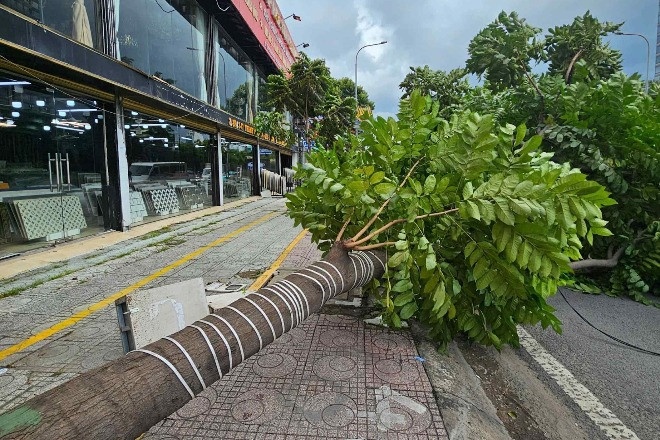Cay xanh cao 15 m bat ngo do ra duong trung tam TP.HCM hinh anh