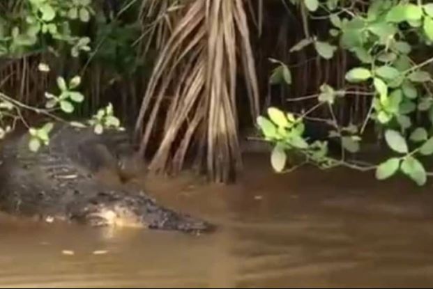 Xuat hien ca sau dai gan 2 m tren kenh o Ben Tre hinh anh