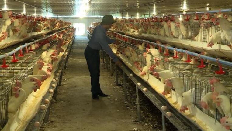 Cau view ‘trung ga gia': Sinh ke cua nguoi nuoi gia cam bi bop nghet hinh anh