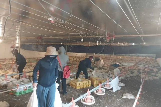 Hon 10.000 con ga chet ngat truoc ngay xuat chuong hinh anh