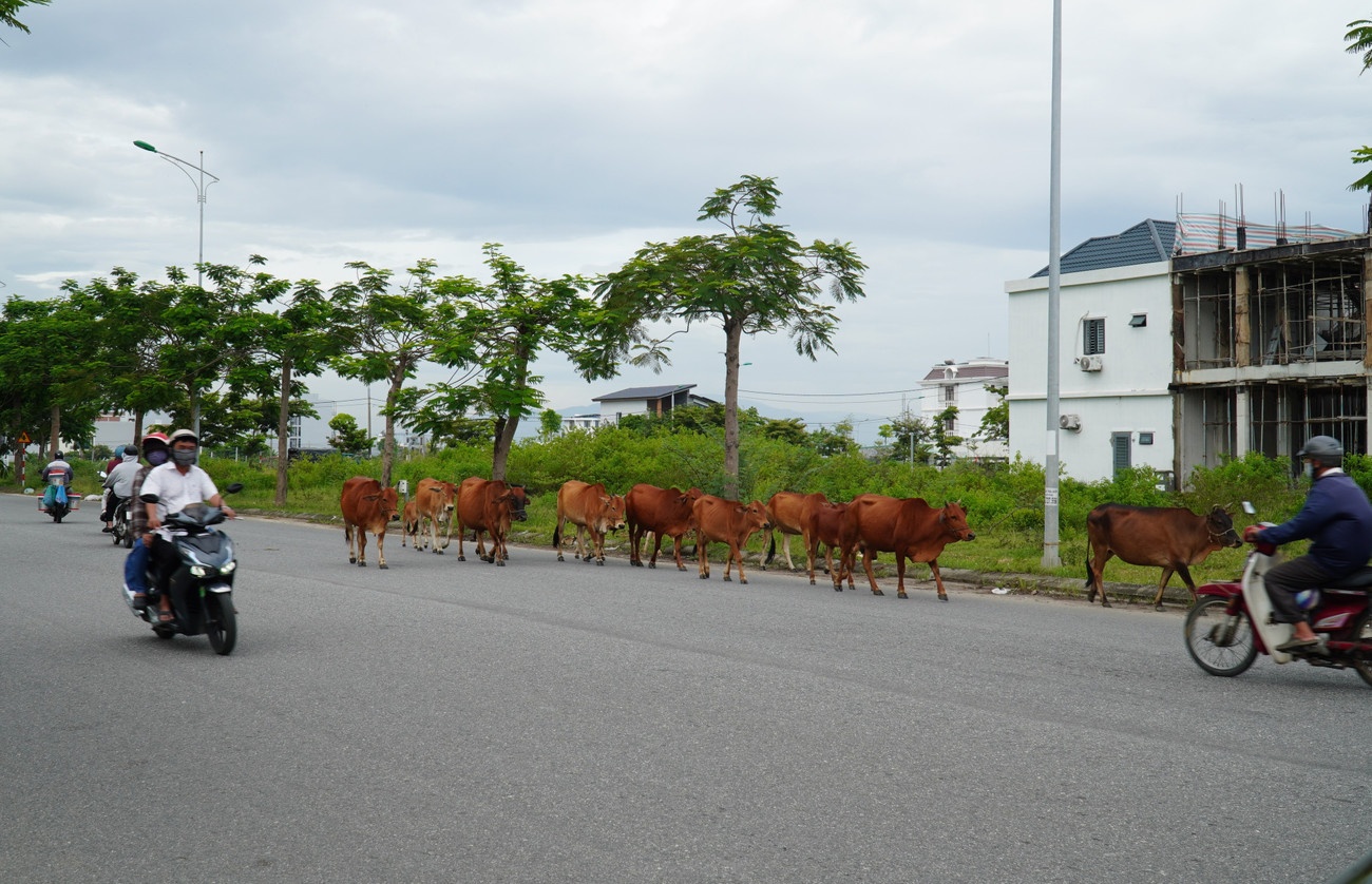 Dan bo Da Nang anh 10
