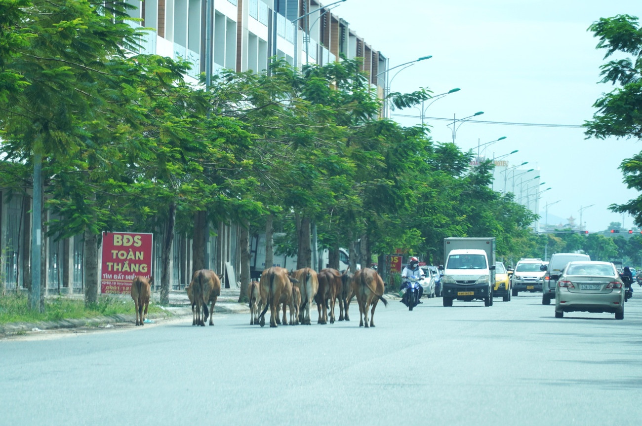 Dan bo Da Nang anh 2