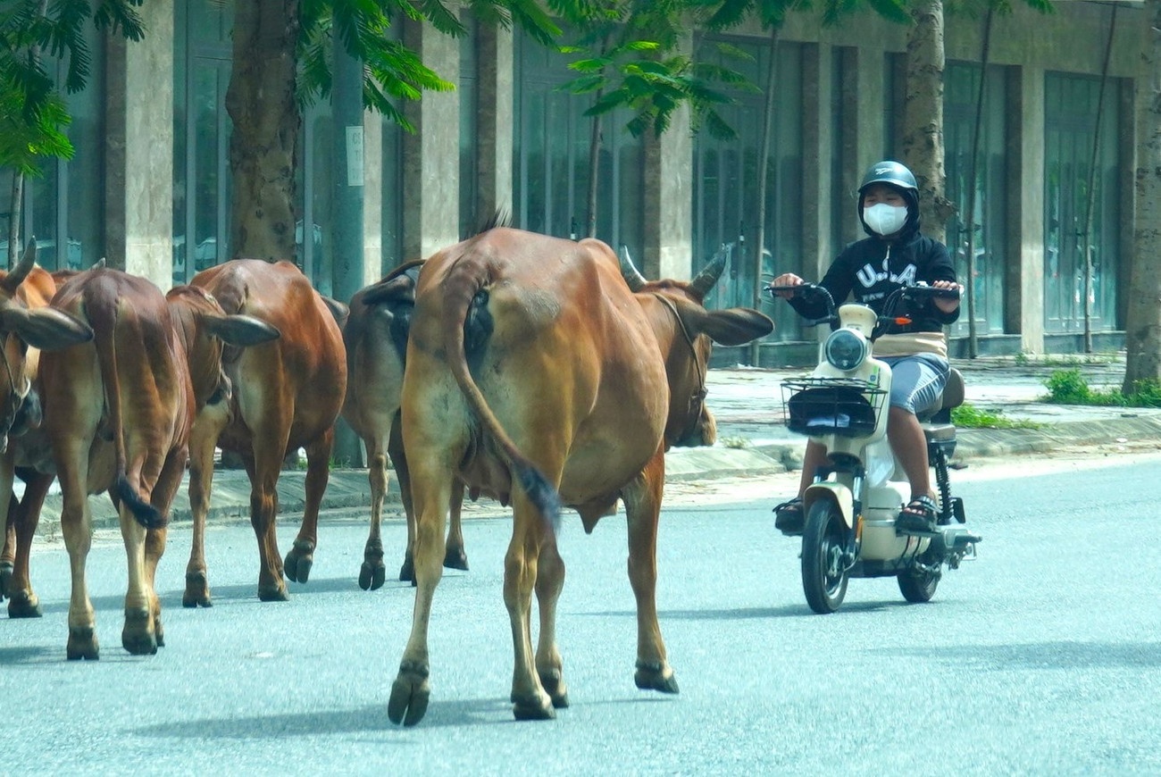 Dan bo Da Nang anh 3