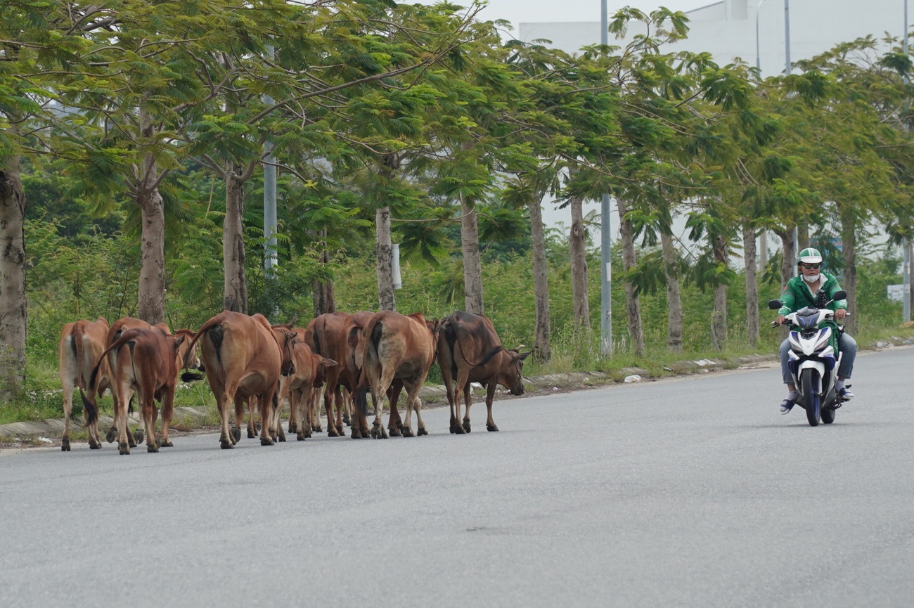 Dan bo Da Nang anh 4