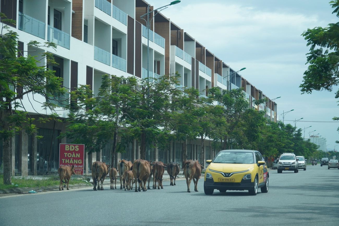 Dan bo Da Nang anh 5