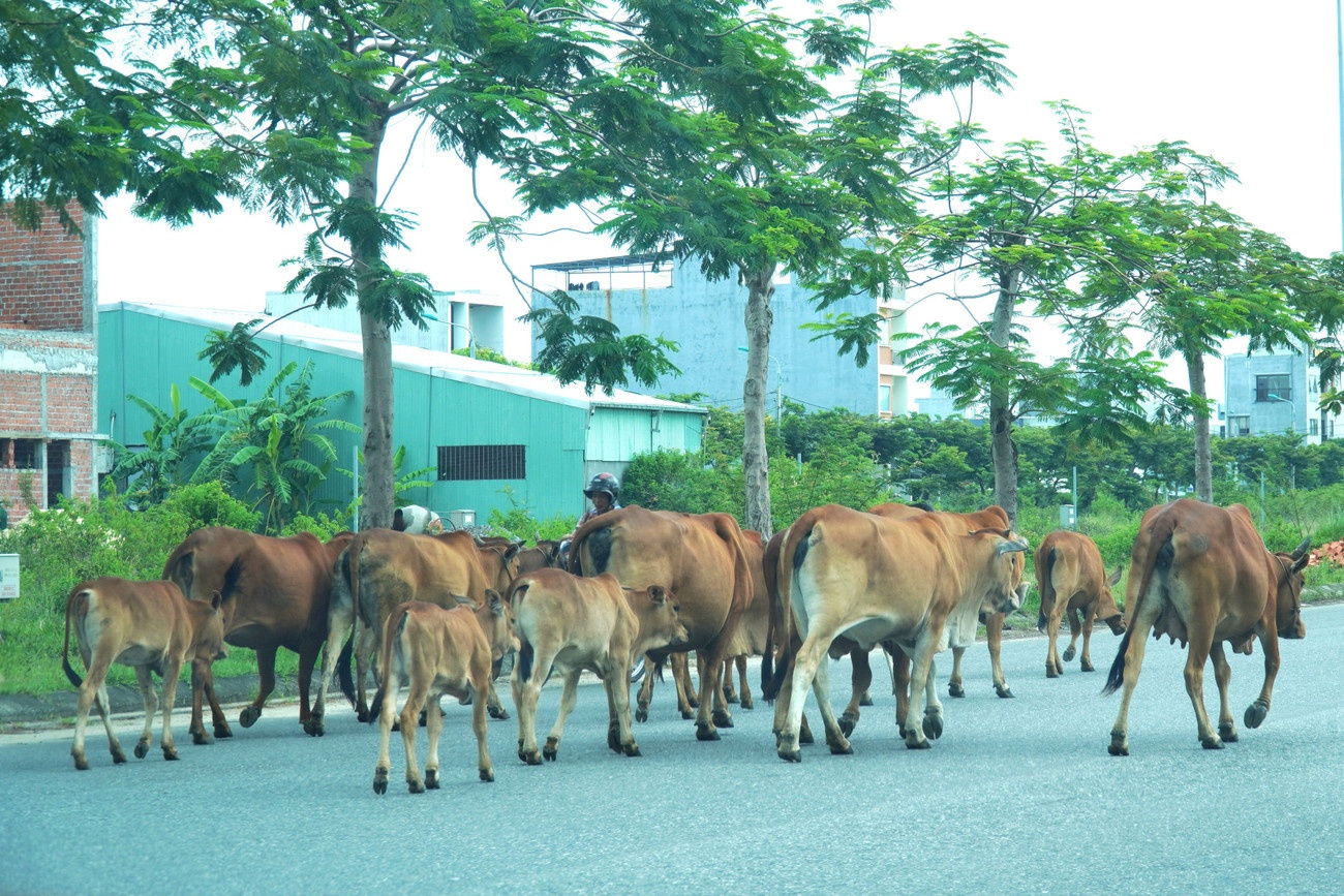 Dan bo Da Nang anh 6