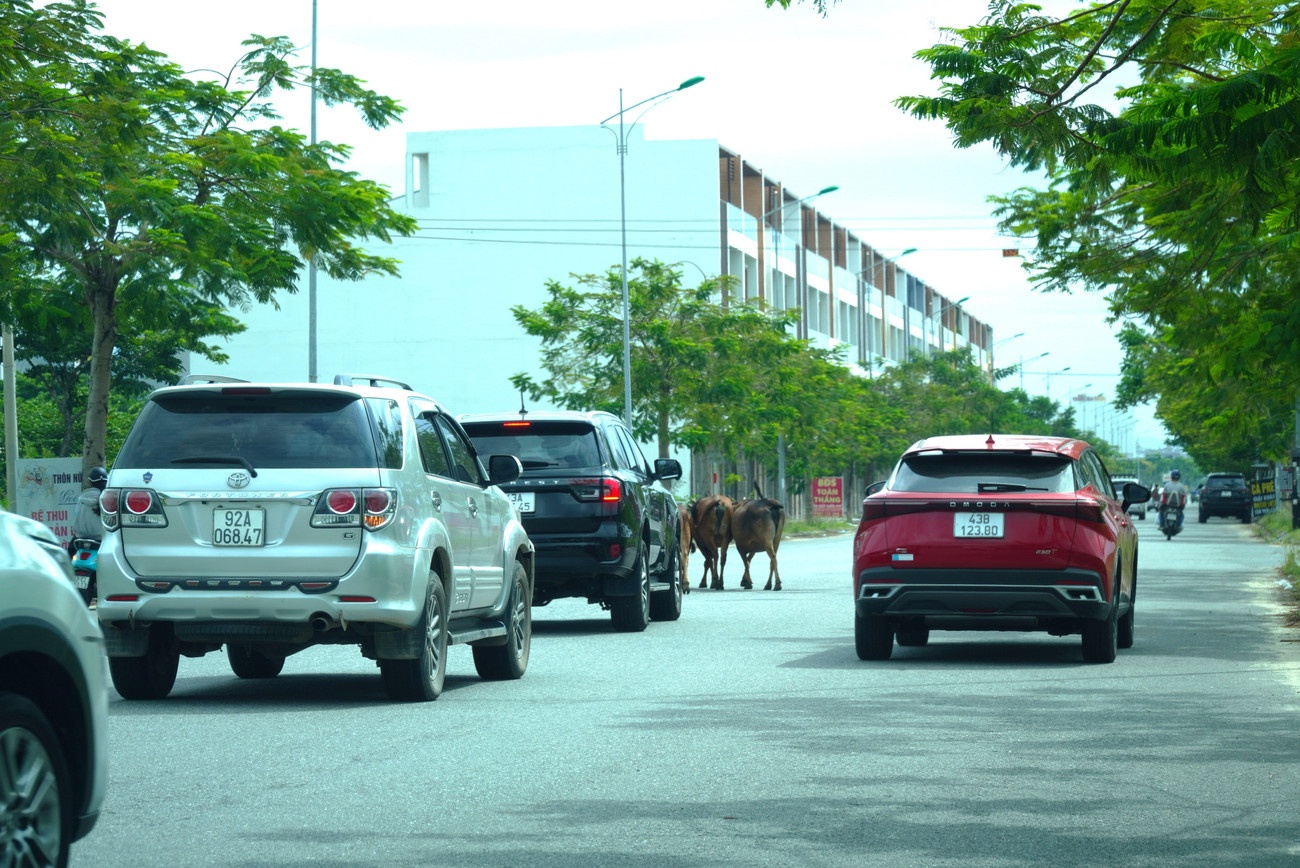 Dan bo Da Nang anh 7