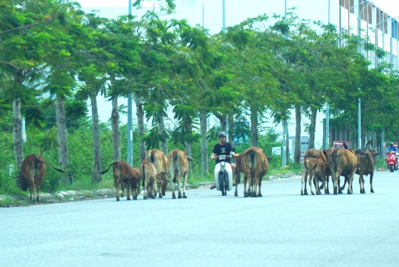 Dan bo Da Nang anh 8