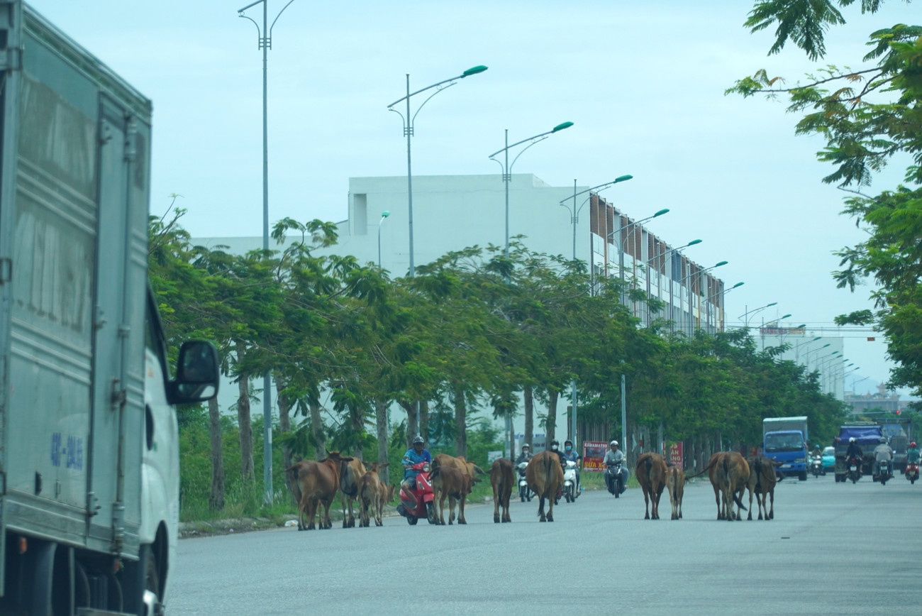 Dan bo Da Nang anh 9