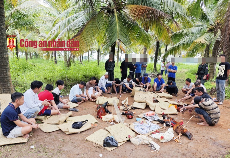 Chọi gà, Phòng CSHS, Công an Cần Thơ, Sát phạt, Long Phú ảnh 1 Choi ga, Phong CSHS, Cong an Can Tho, Sat phat, Long Phu anh 1