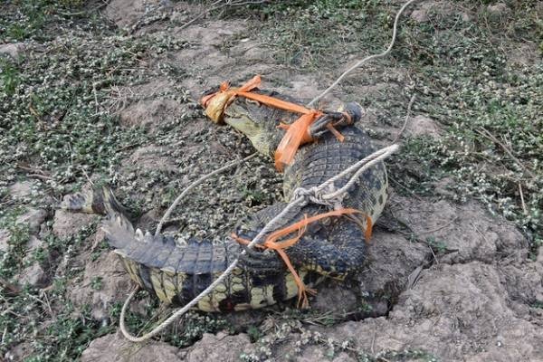 Phat hien 2 con ca sau dang boi tren khu vuc kenh Hoi o Ca Mau hinh anh