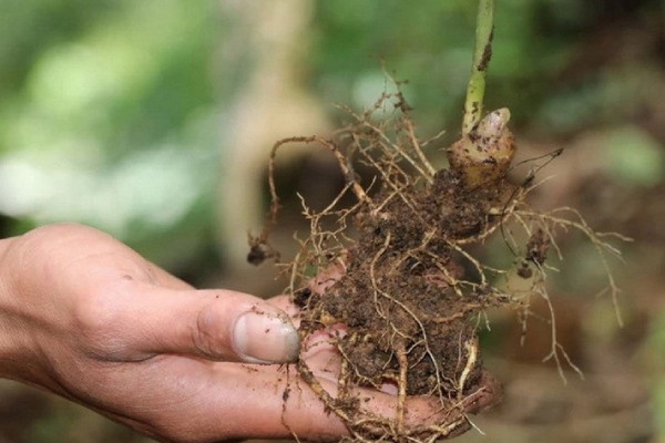 Bat giu 3 doi tuong dao trom gan 300 goc sam Ngoc Linh hinh anh