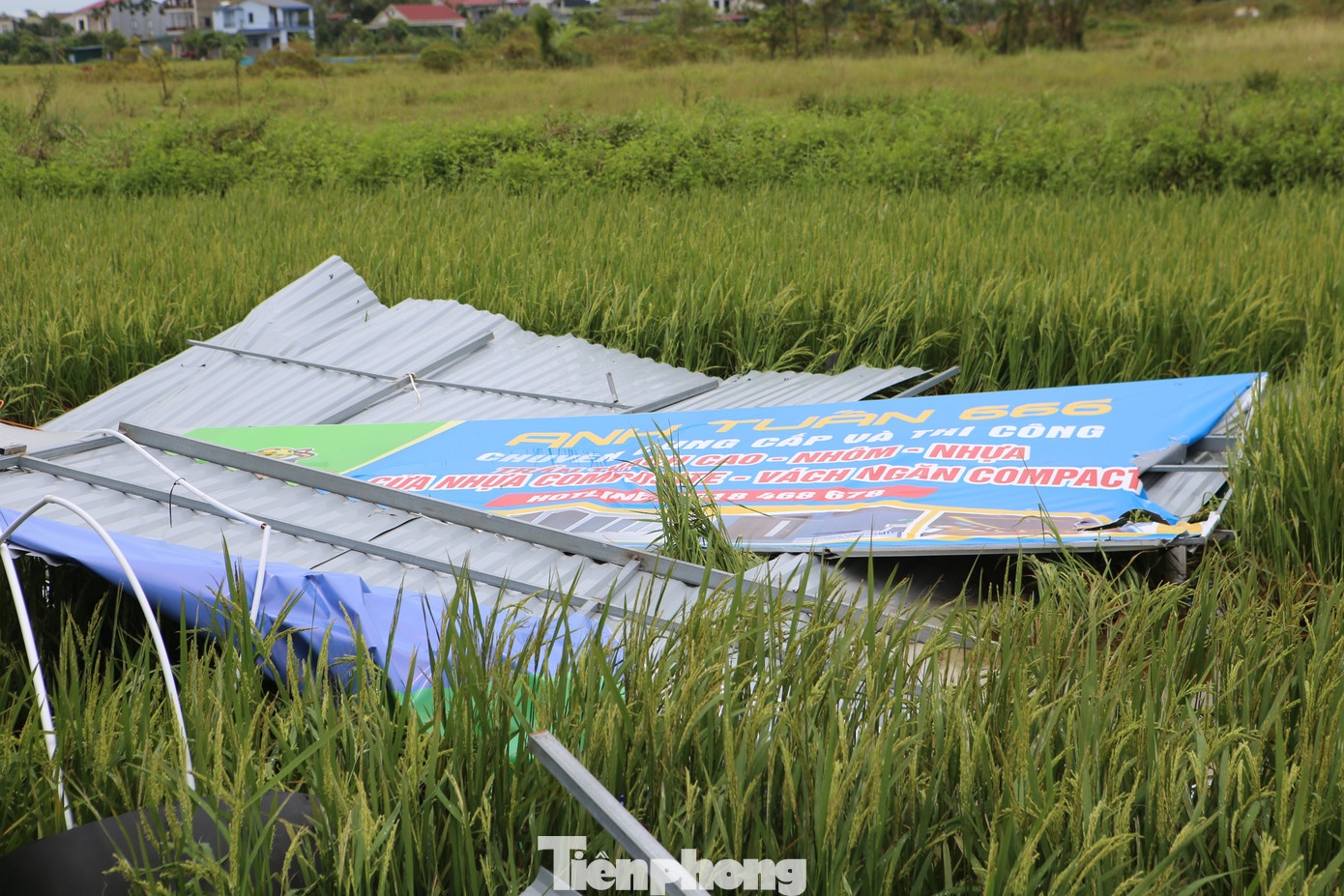 Bão Kajiki hỏng sân pickleball ảnh 5 Bao Kajiki hong san pickleball anh 5