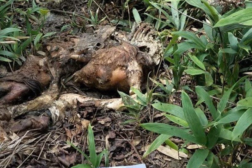 Nhung cuoc truy lung soi rung bat thanh o Dien Bien hinh anh