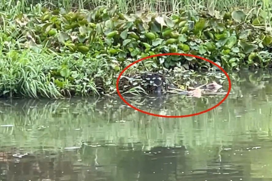 Phat hien thi the nam gioi chi nho ra doi chan tren rach o TP.HCM hinh anh