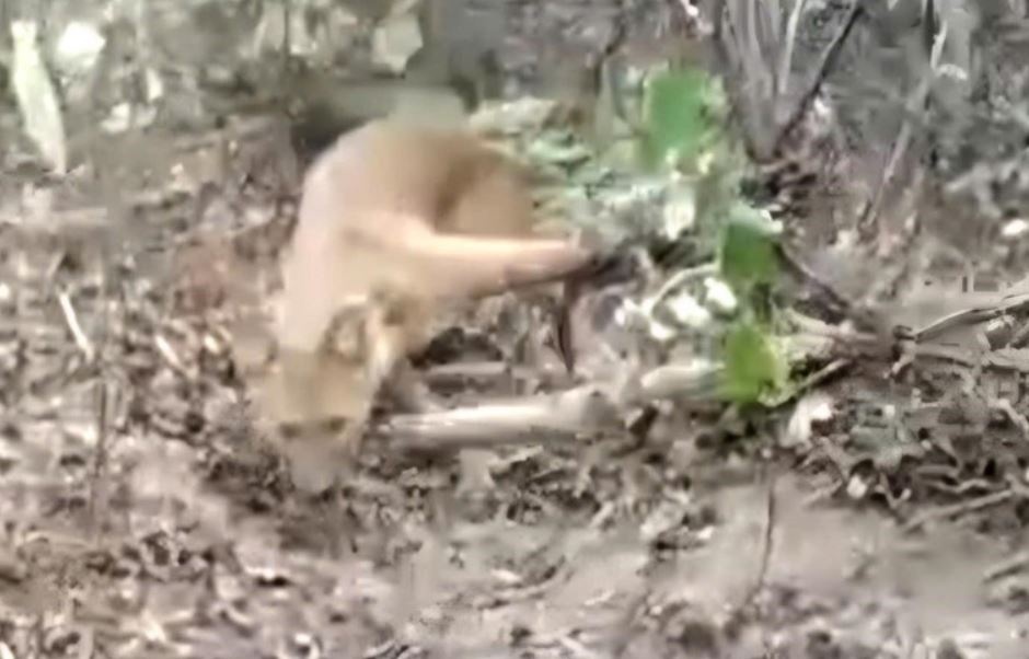 Truy tim soi hoang o Dien Bien - co clip soi do sap bay hinh anh