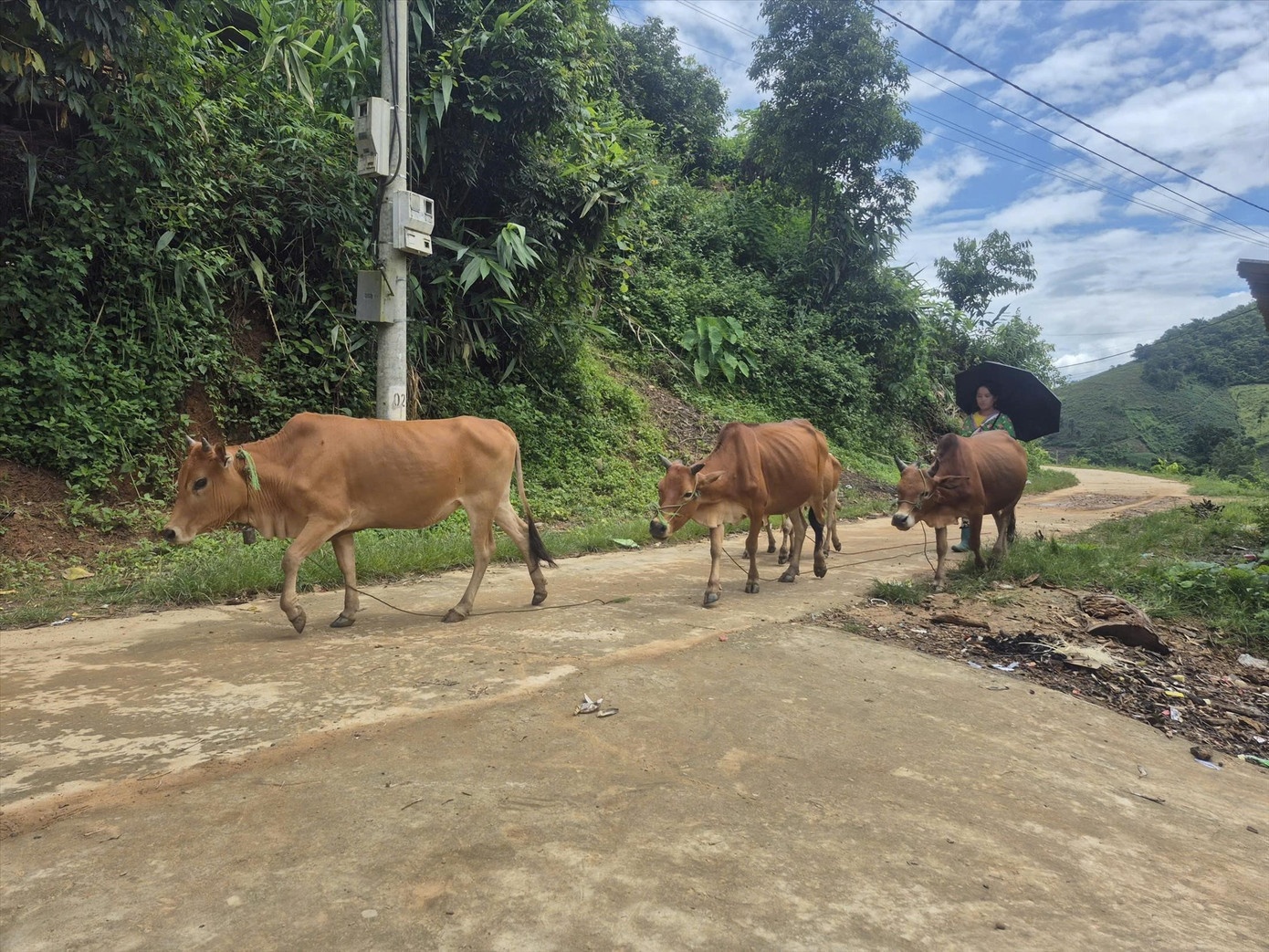 Truy soi hoang Dien Bien anh 1