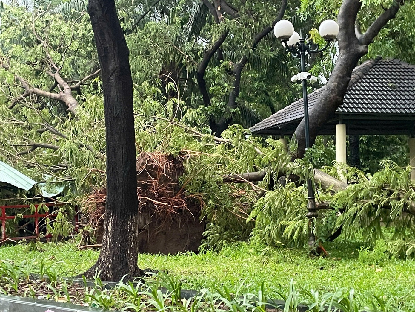 TP.HCM mua du doi, duong ngap, cay do la liet hinh anh