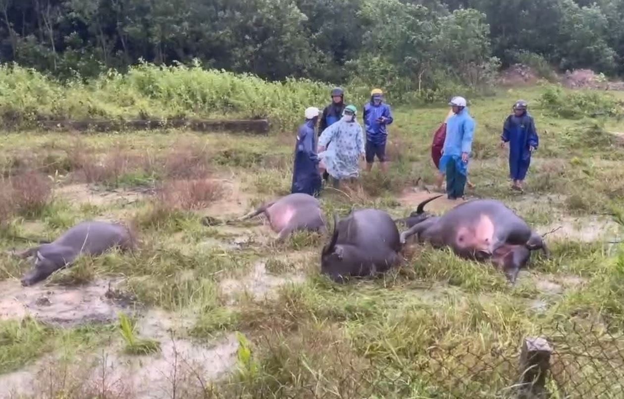 Dien giat chet mot nguoi va 4 con trau o Quang Tri hinh anh