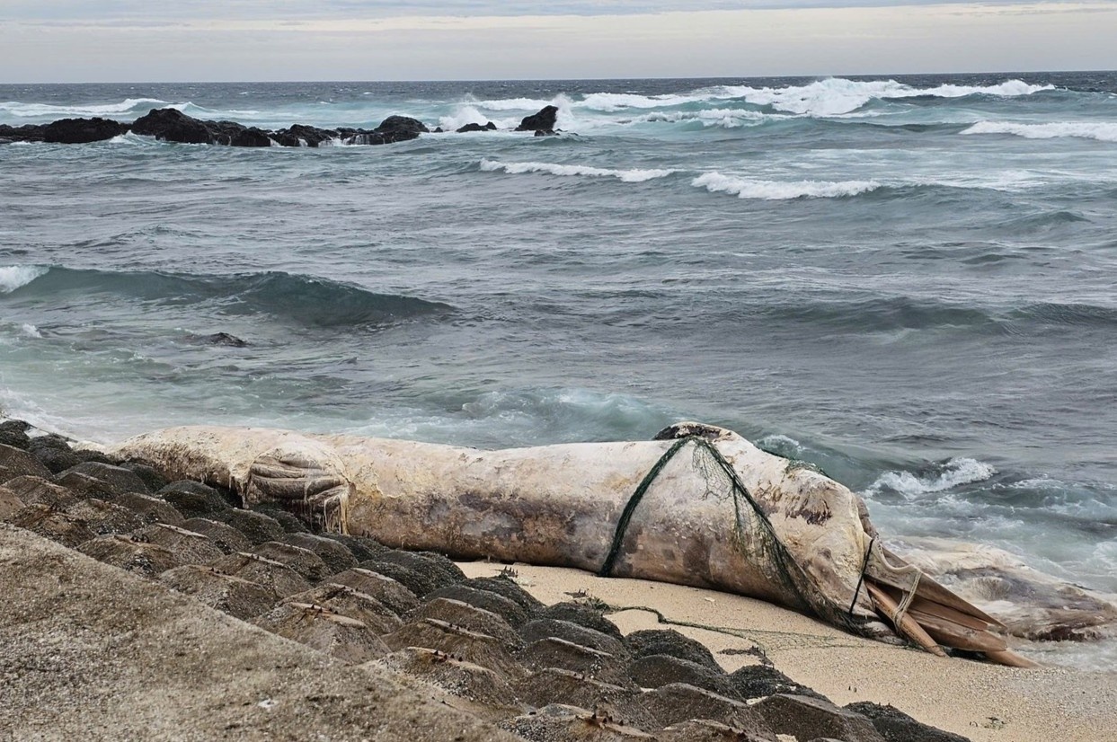 Ca voi ‘khung’ dai 10 m dat vao dac khu Ly Son giua bao so 10 hinh anh