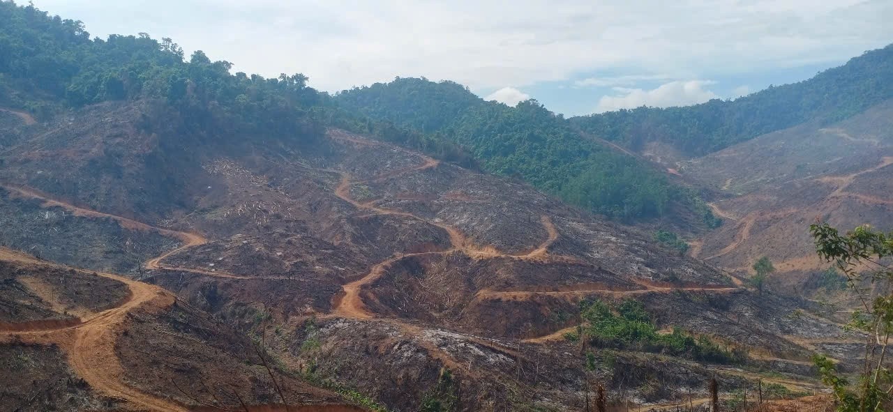 Khoi to vu xam hai gan 98 ha rung o Gia Lai hinh anh